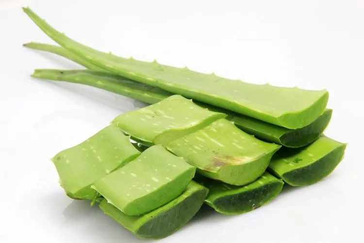 Quelles sont les vertus du gel d’aloe vera ?
