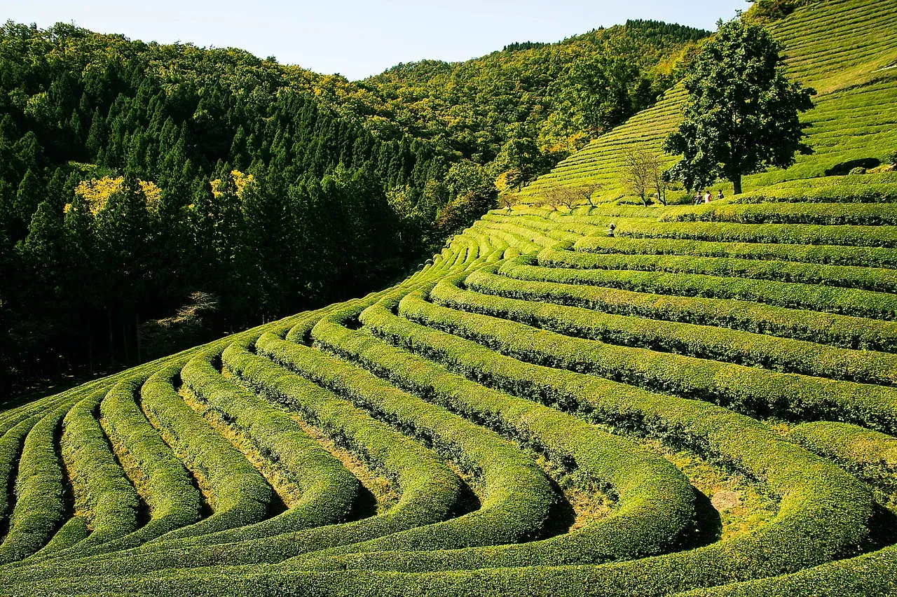 L’Huile essentielle d’arbre à thé (tea tree)