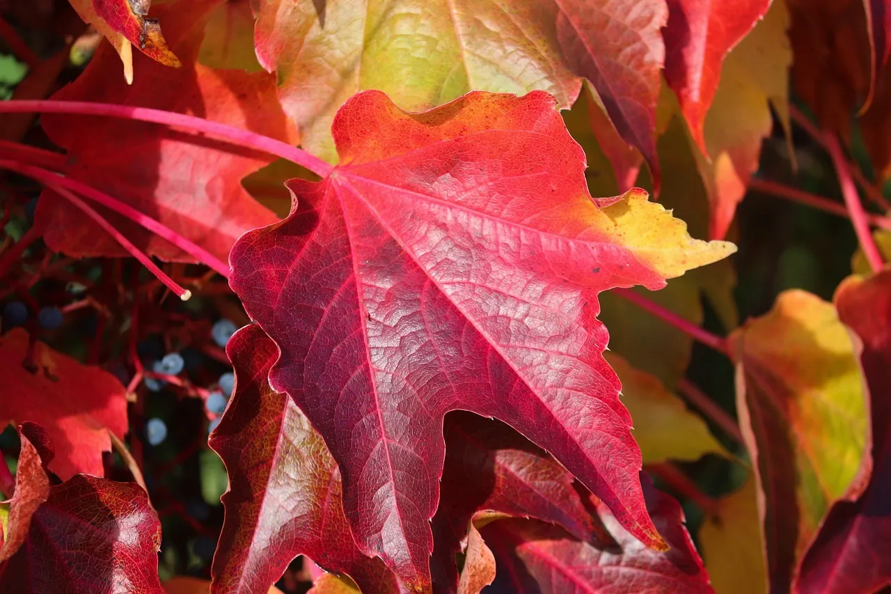 Vigne rouge Bio. Compléments Alimentaires