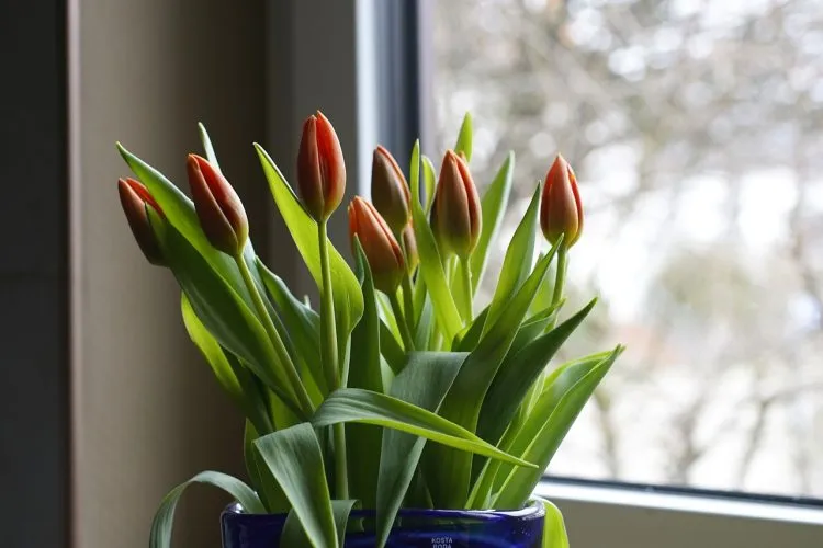 Comment faire secher un bouquet ? Tout savoir !