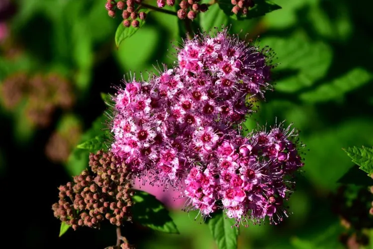 4 bienfaits de la reine des prés sur la santé
