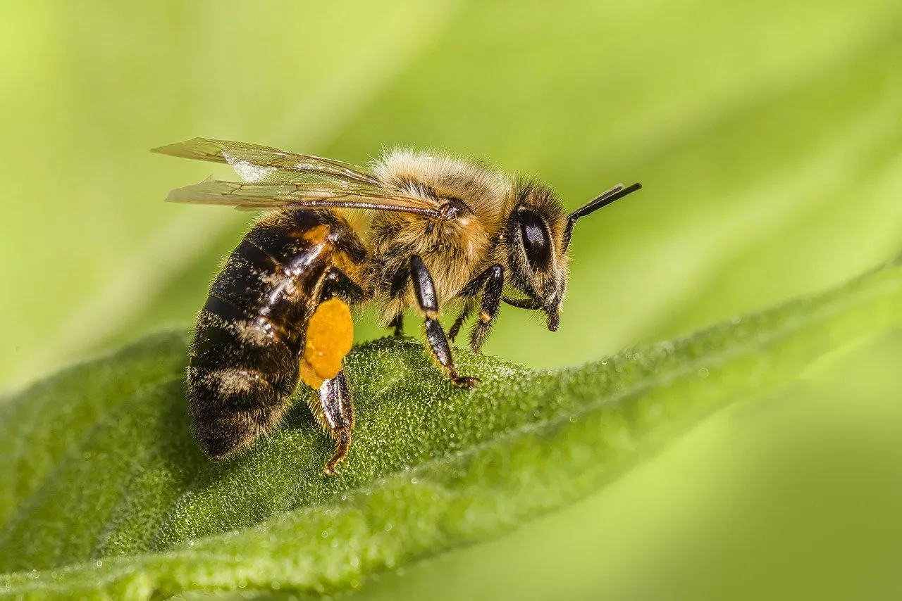 Les principaux bienfaits de la propolis verte
