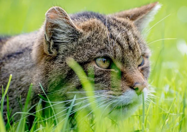 Traiter ces 3 affections avec le CBD pour chats