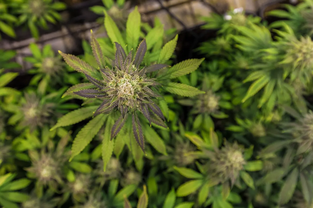 La révolution des fleurs de CBD : nature et bien-être