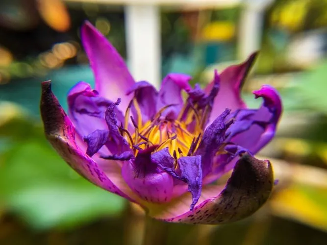 Comment confectionner des couronnes de fleurs séchées ?