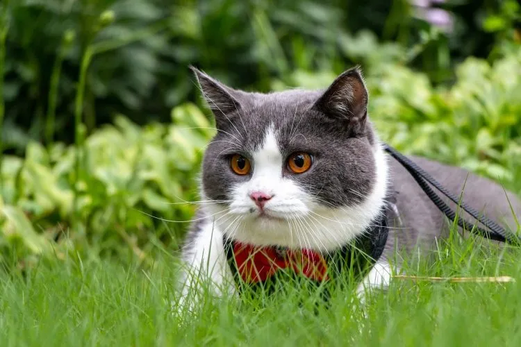 Chats: une alimentation équilibrée est gage de bonne santé