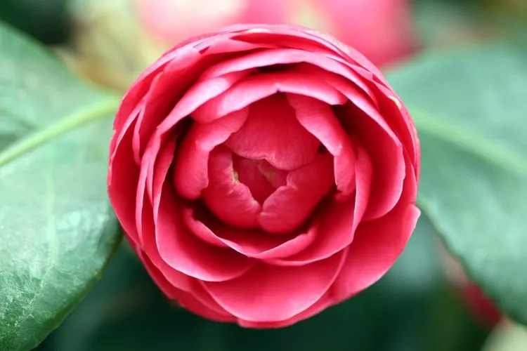 Dessinez une rose et gardez une fleur qui ne se fanera jamais
