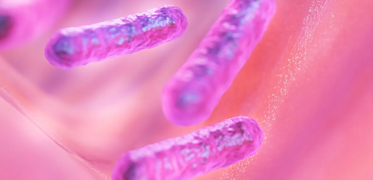 Escherichia Coli : quels sont les points essentiels à connaître ?