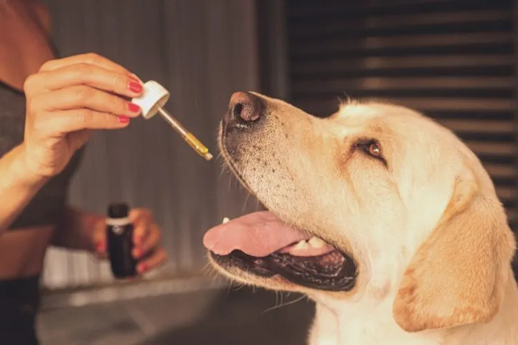 Les bienfaits de l’huile CBD pour les chiens handicapés et âgés