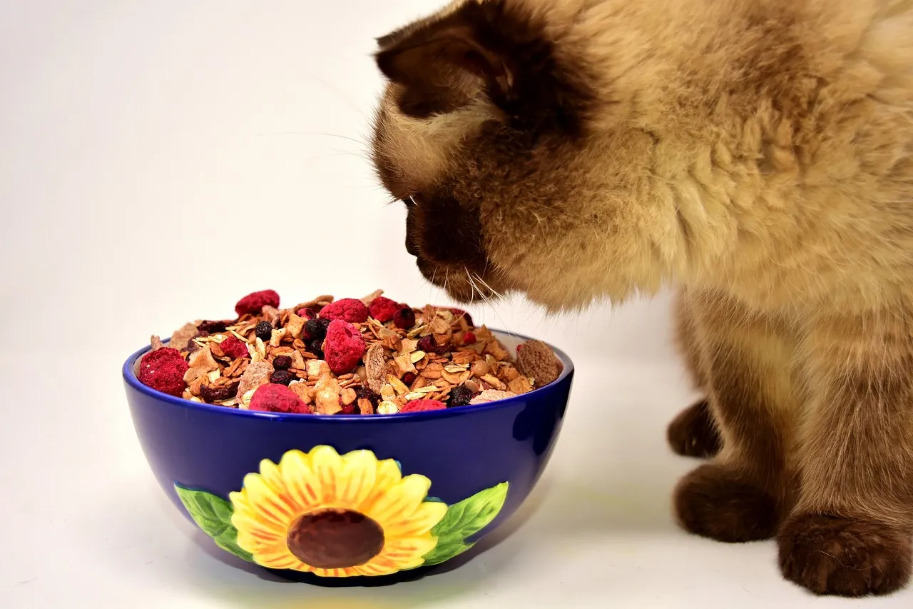 Les secrets pour doser correctement la nourriture de votre chat
