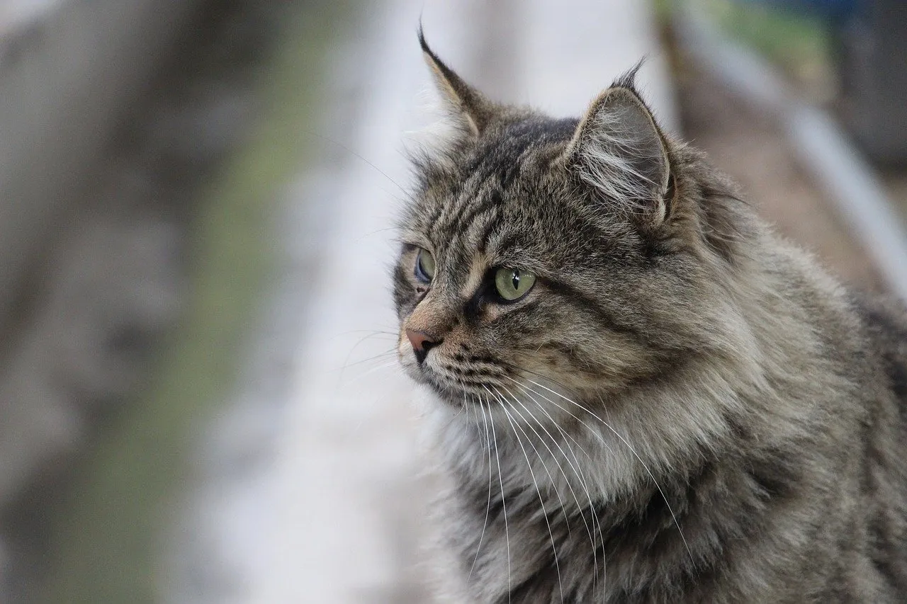 Sachet fraîcheur pour chat : quels bénéfices pour son alimentation ?