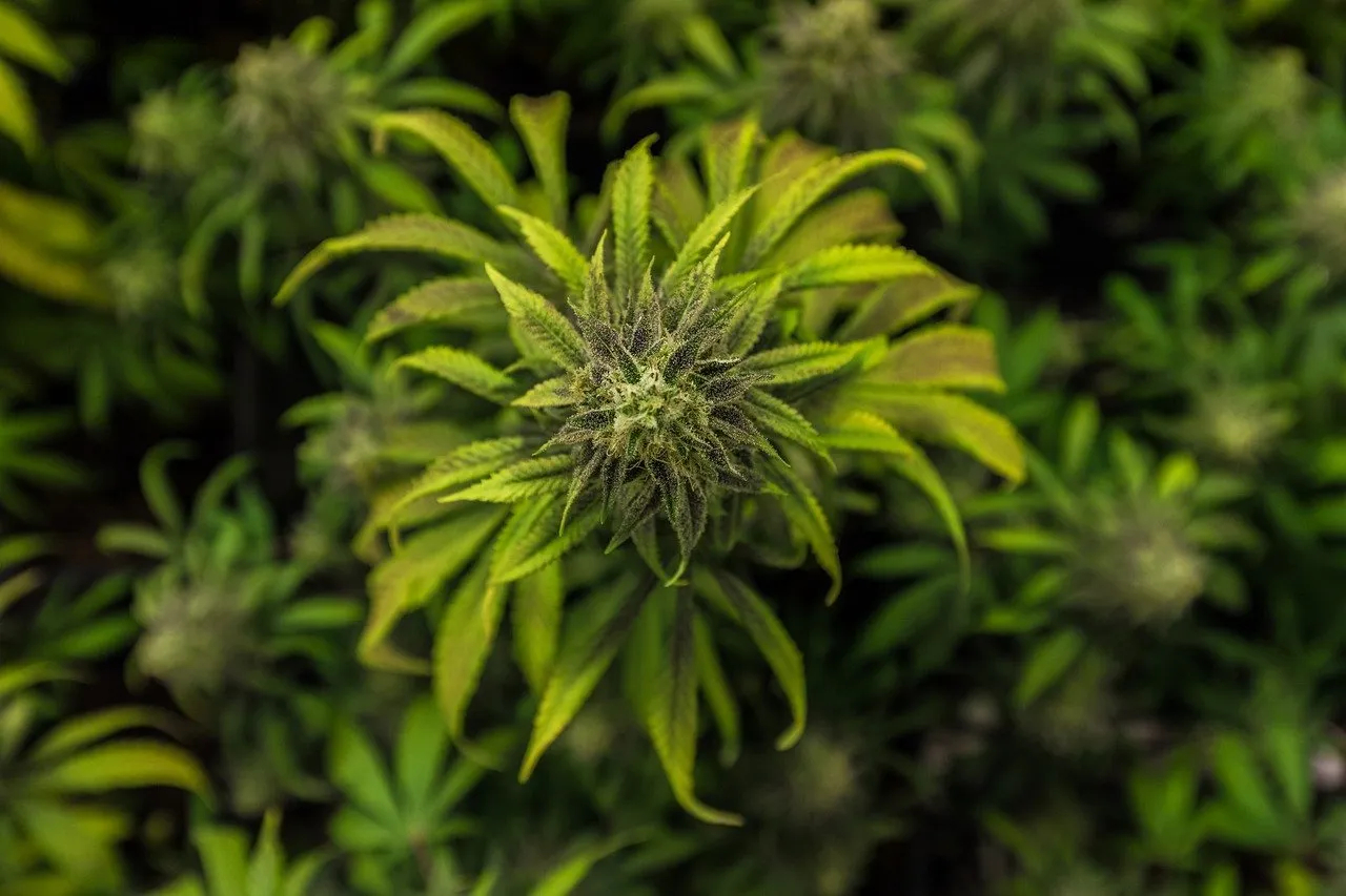 Adopter le CBD pour un sommeil réparateur et une relaxation sans effort
