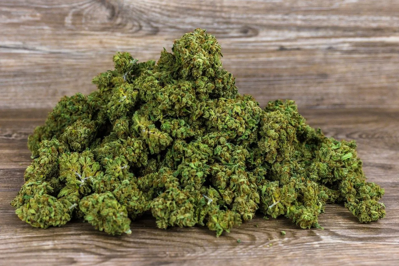 L’Amnesia Haze : tout ce que vous devez connaître sur cette variété de CBD