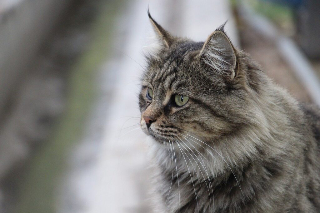 sachet fraicheur chat