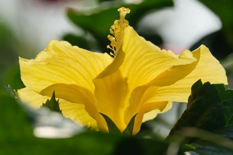 Les bienfaits et une recette de thé à l’hibiscus pour la santé et le bien-être