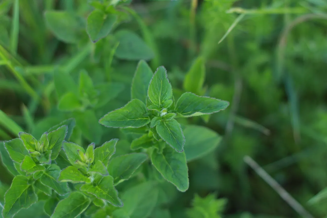 Comment cultiver la menthe – les types de menthe – et une recette de boisson à la menthe