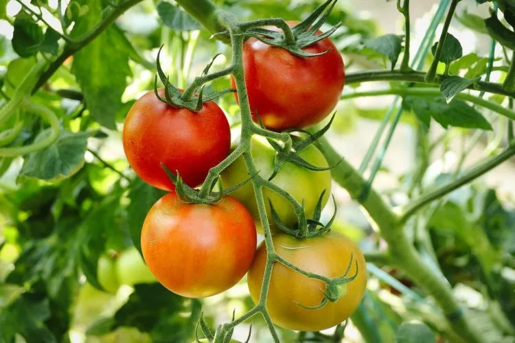 Créer un jardin comestible
