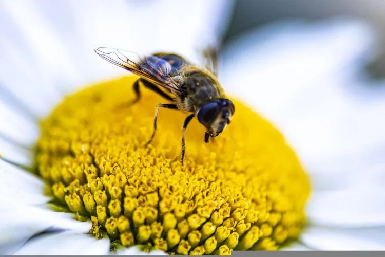 Quels sont les avantages du pollen frais?