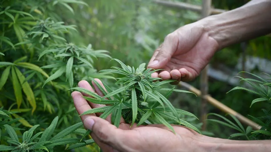 CBD France