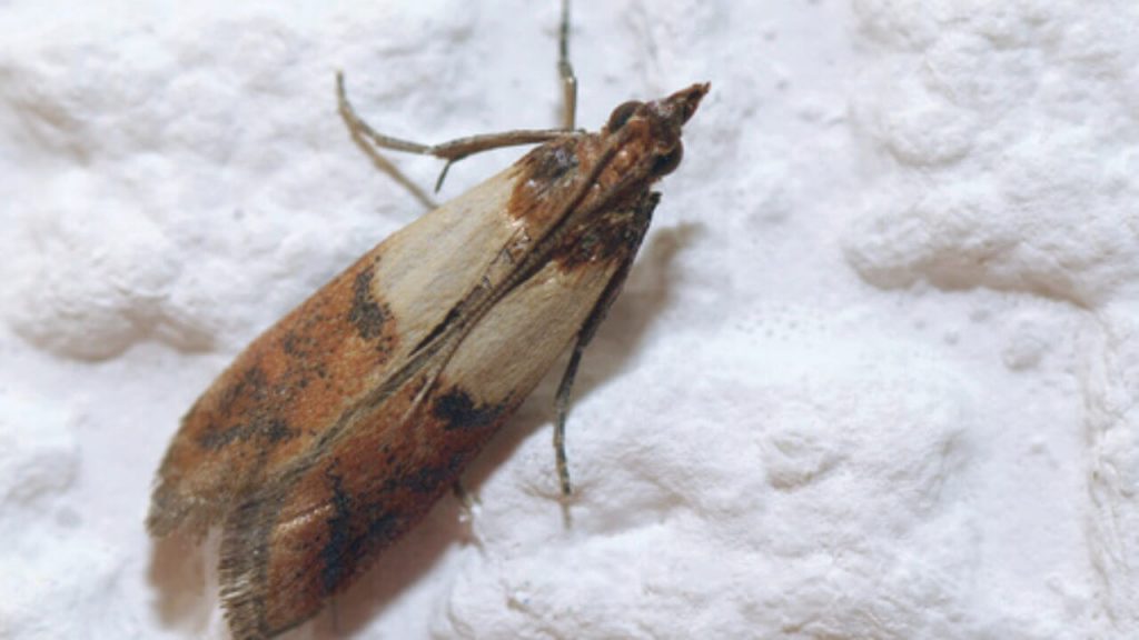 mites alimentaires
