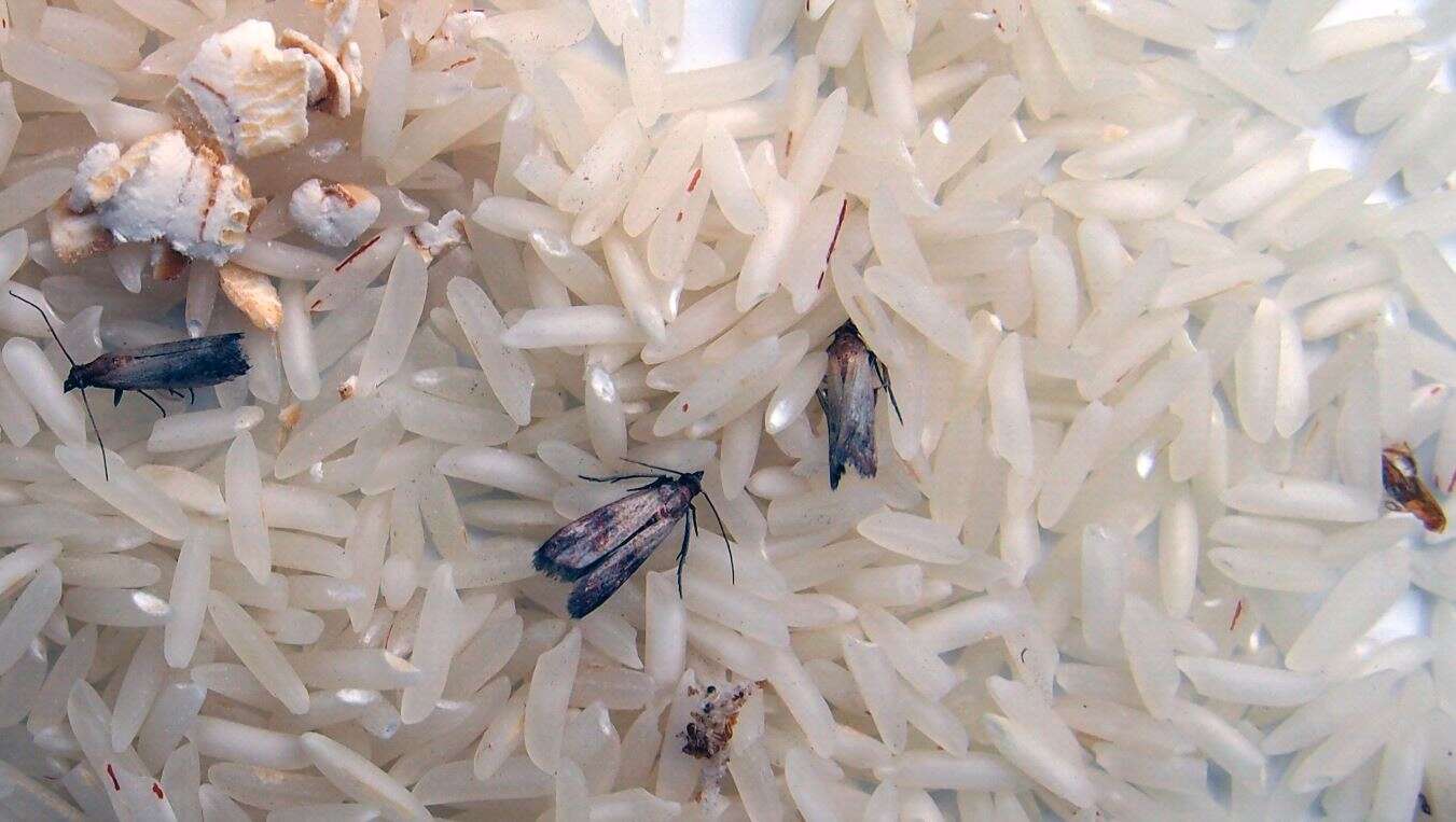 mites