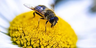 Quels_sont_les_avantages_du_pollen_frais?