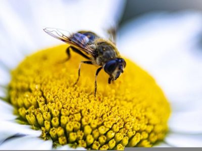 Quels_sont_les_avantages_du_pollen_frais?